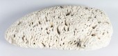 PIECE OF BRAIN CORAL LENGTH: 2