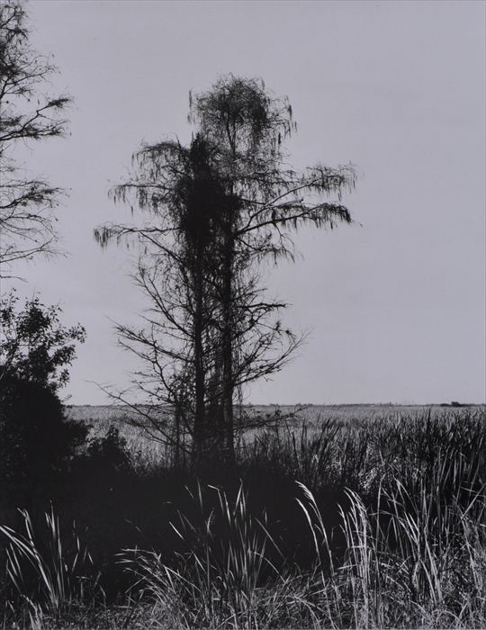 PIERRE CHARRIER (b. 1956): NATURE