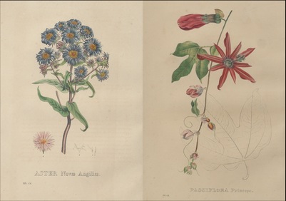 Pierre Coneille van Geel (1796 -
