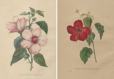 Pierre Coneille van Geel (1796 -