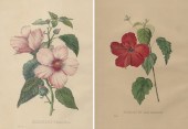 Pierre Coneille van Geel (1796