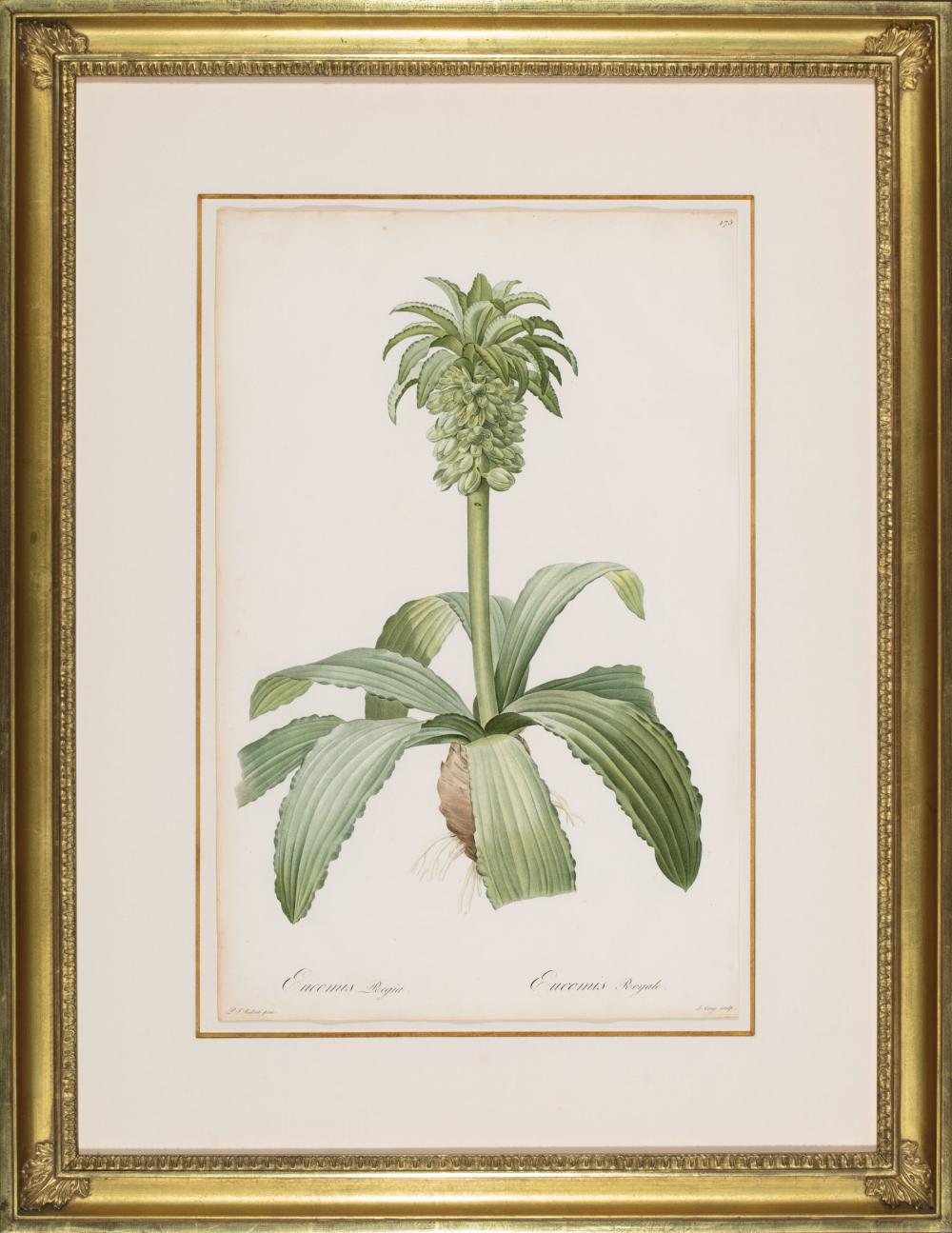 PIERRE-JOSEPH REDOUTé (BELGIAN,