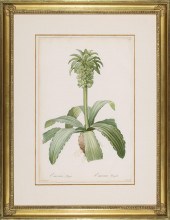 PIERRE-JOSEPH REDOUTé (BELGIAN