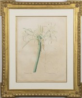 PIERRE-JOSEPH REDOUTE BOTANICA