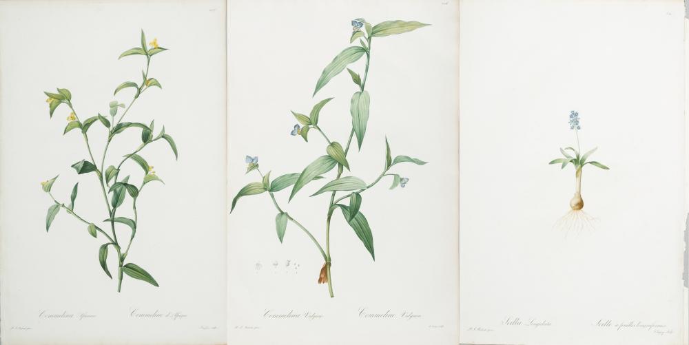 PIERRE JOSEPH REDOUTE, FRENCH
