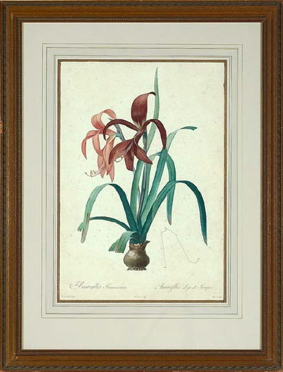 Pierre-Joseph Redoute (French,