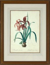 Pierre-Joseph Redoute (French,