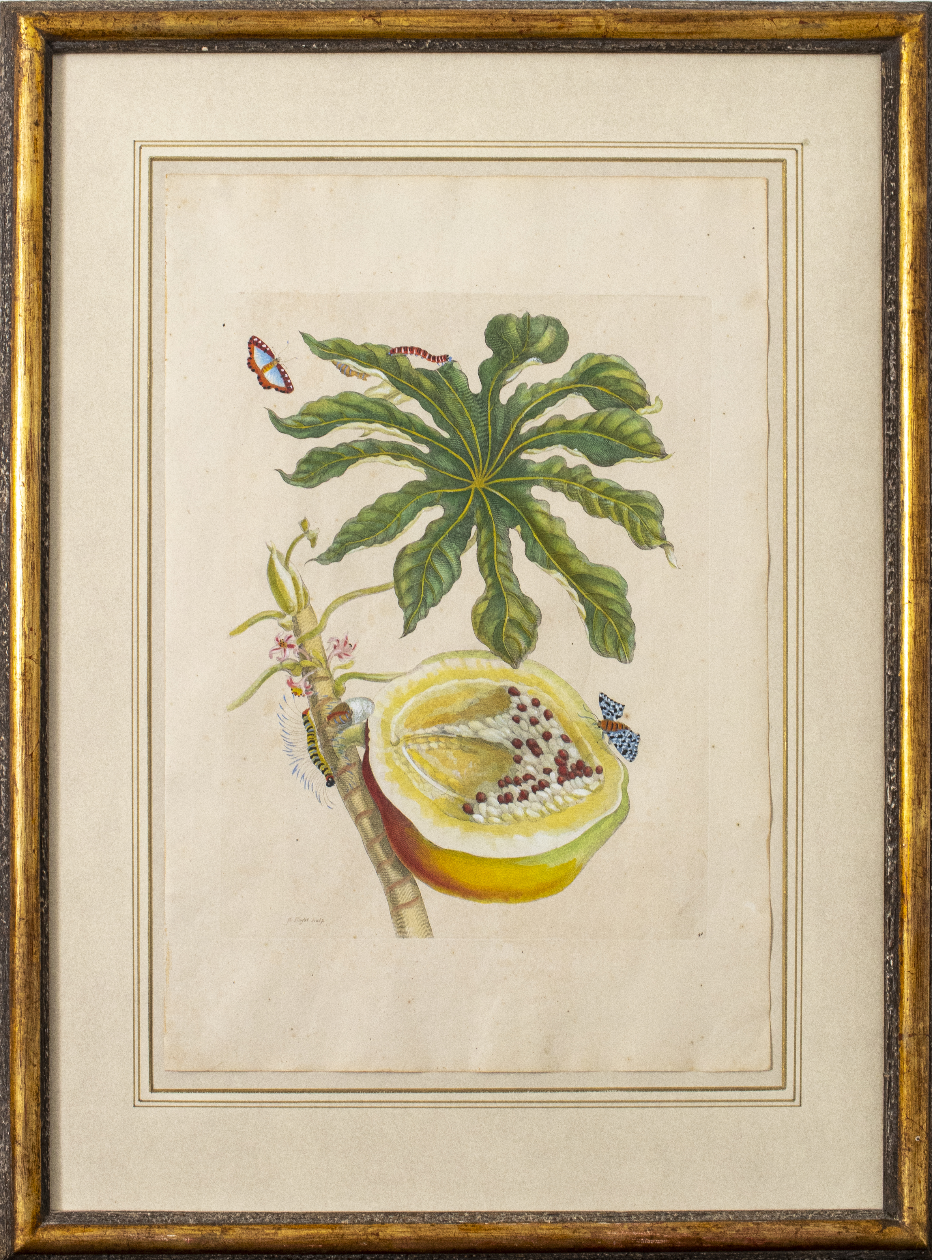 PIETER SLUYTER BOTANICAL