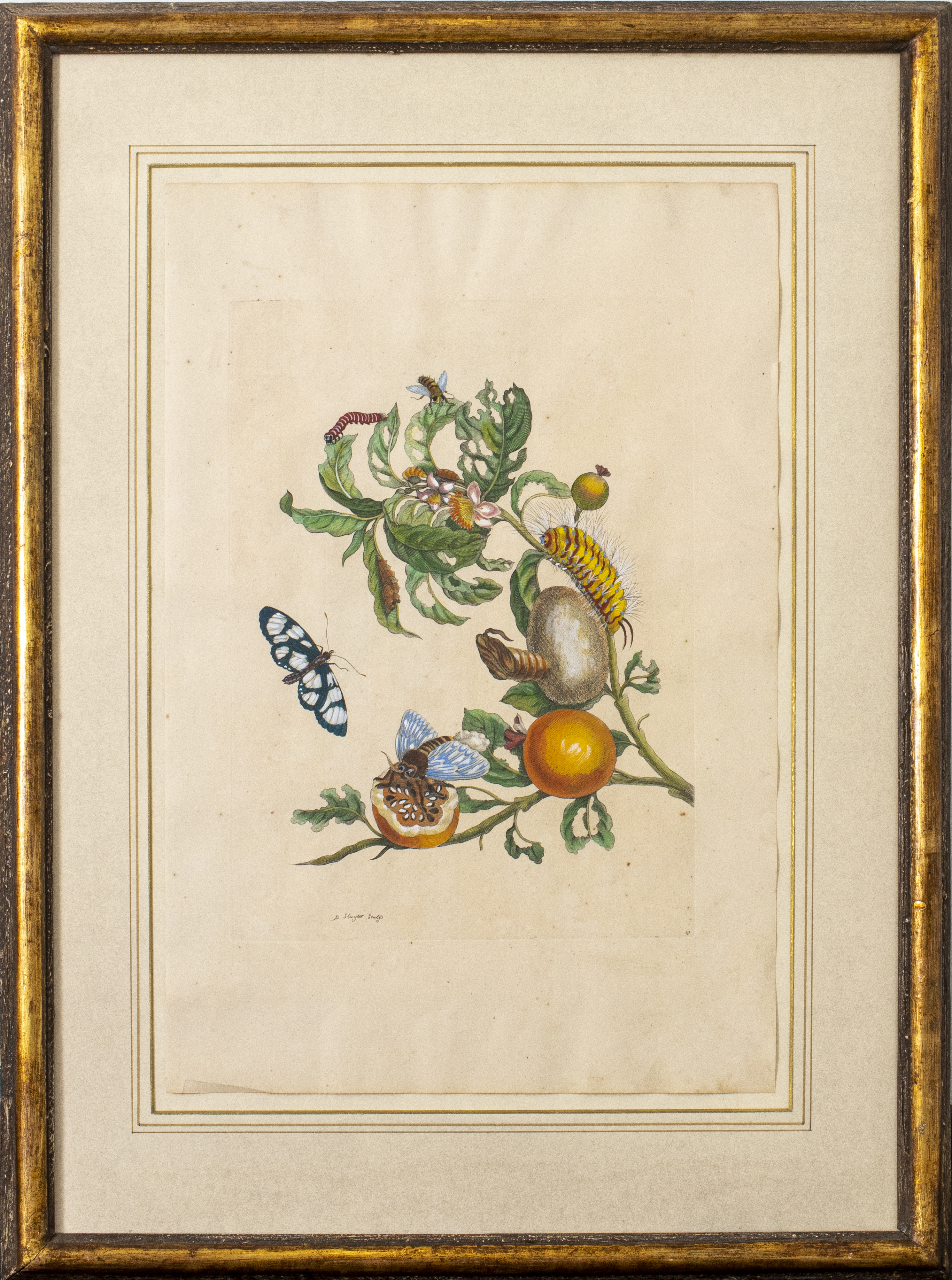 PIETER SLUYTER BOTANICAL