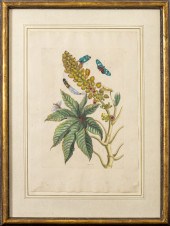 PIETER SLUYTER BOTANICAL HAND-