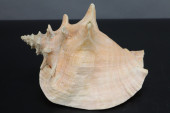 PINK QUEEN CONCH SEASHELL, 8X5