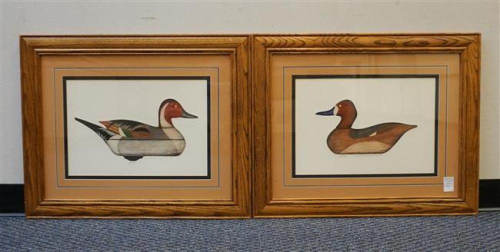 PINTAIL DRAKE AND BROADHILL HEN