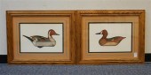 PINTAIL DRAKE AND BROADHILL HE