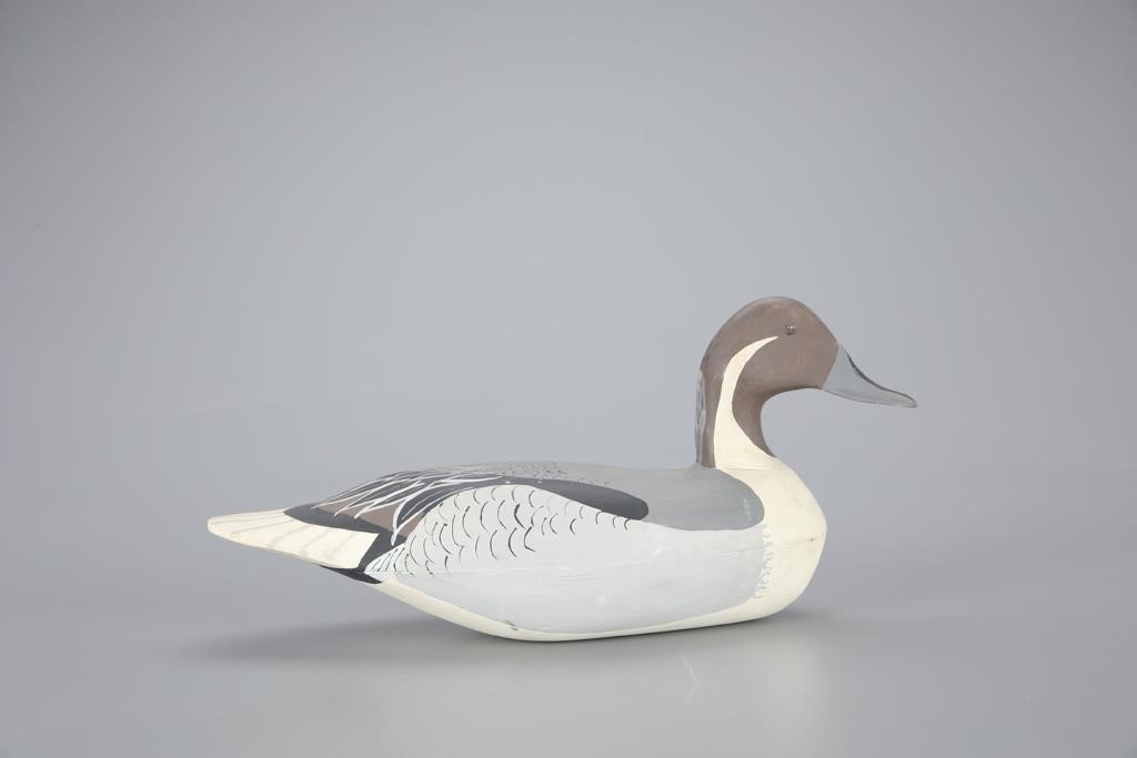 PINTAIL DRAKEJ. Eugene