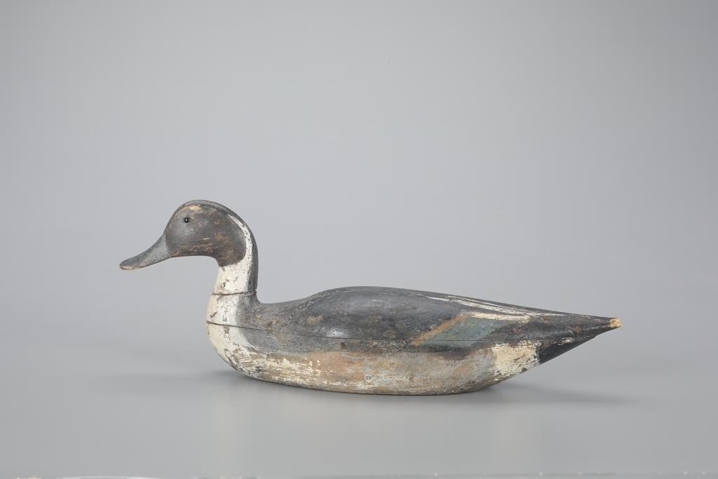 PINTAIL DRAKEWilbur R. Corwin