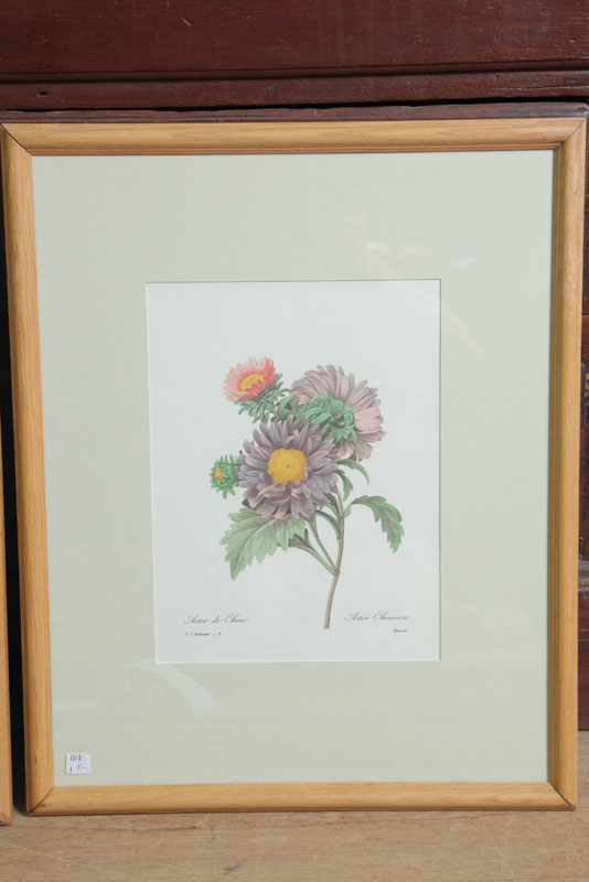 P.J. REDOUTE (1759-1840) PRINT.