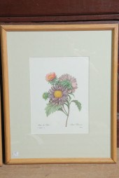 P.J. REDOUTE (1759-1840) PRINT