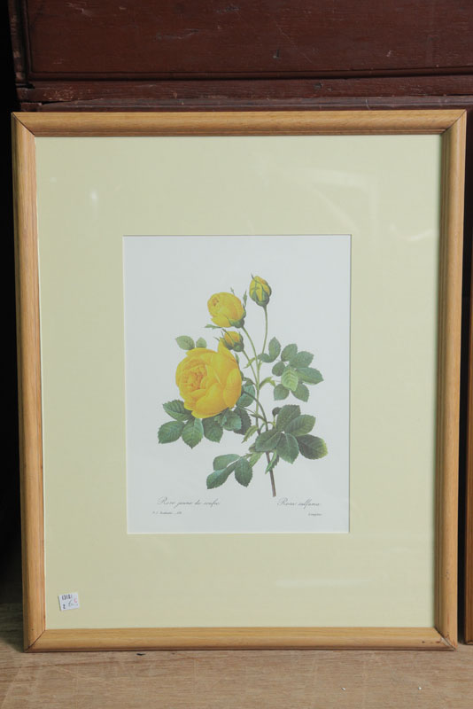 P.J. REDOUTE (1759-1840) PRINT.