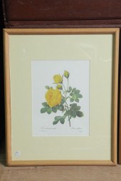 P.J. REDOUTE (1759-1840) PRINT