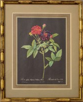 P.J. REDOUTE "ROSE" OFFSET LIT