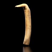Plains Decorated Elk Antler Fl