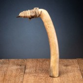 Plains Elk Antler Flesher, wit