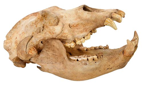 PLEISTOCENE CAVE BEAR
