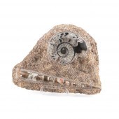 POLISHED AMMONITE & ORTHOCERAS