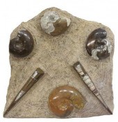 POLISHED AMMONITE & ORTHOCERAS