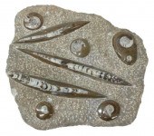 POLISHED AMMONITE & ORTHOCERAS