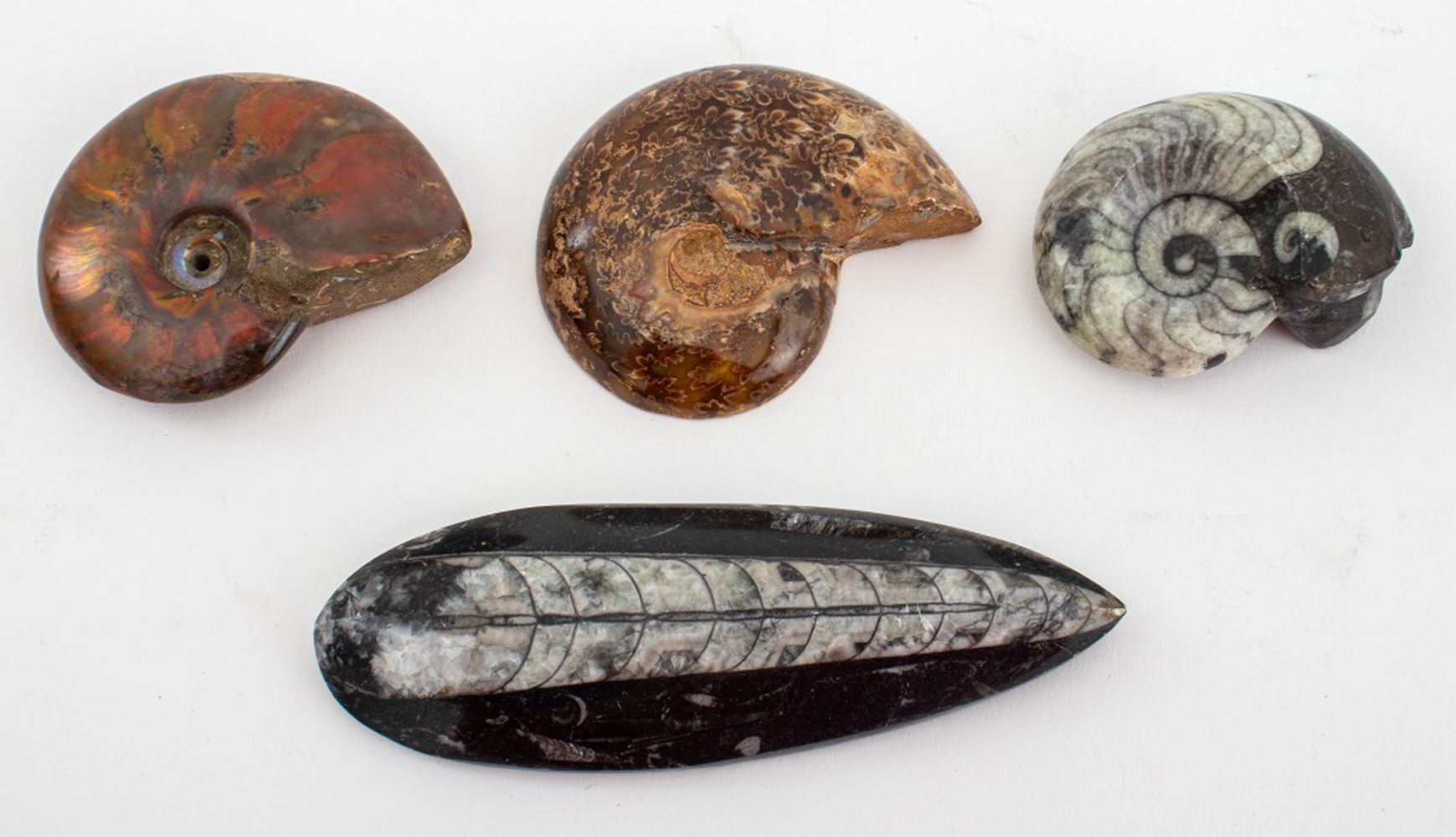 POLISHED AMMONITE & ORTHOCERAS