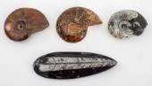 POLISHED AMMONITE & ORTHOCERAS