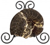 POLISHED AMMONITE SHELL ON SCR