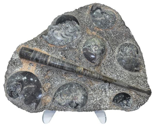 POLISHED FOSSILIZED AMMONITES IN