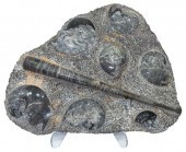 POLISHED FOSSILIZED AMMONITES