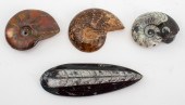 POLISHED FOSSILS AMMONITES & O