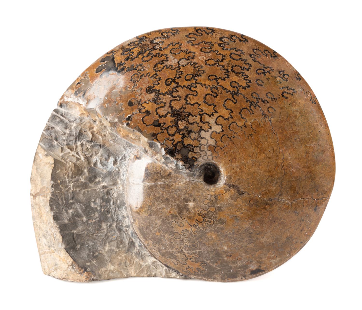 POLISHED MADAGASCAR AMMONITE FOSSIL