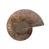 POLISHED NATURAL AGATIZED AMMO