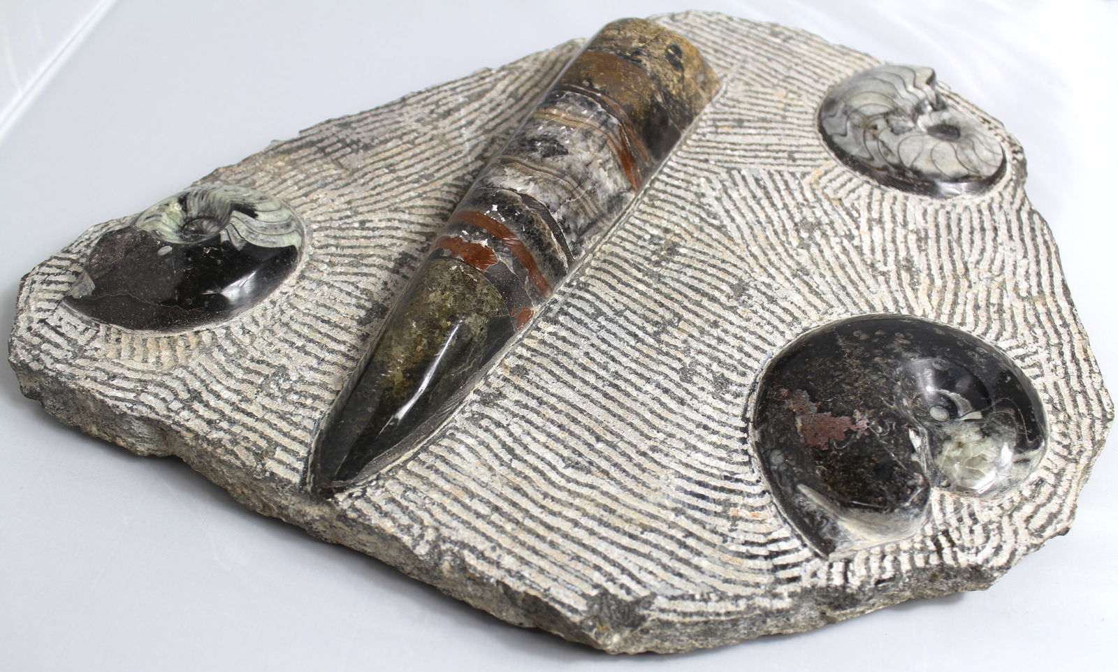 POLISHED ORTHOCERAS AND AMMONITE