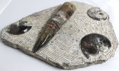 POLISHED ORTHOCERAS AND AMMONI