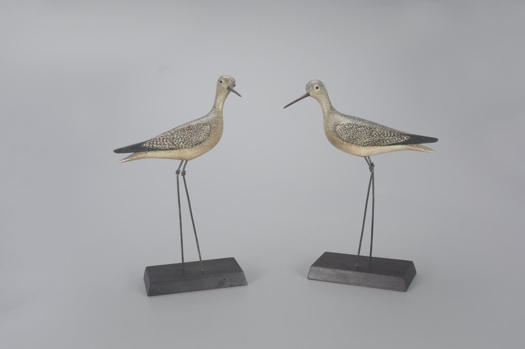 "POVERTY ISLAND" YELLOWLEGS