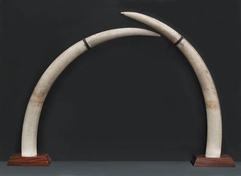 Pr. African Elephant tusks