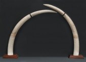 Pr. African Elephant tusks (In