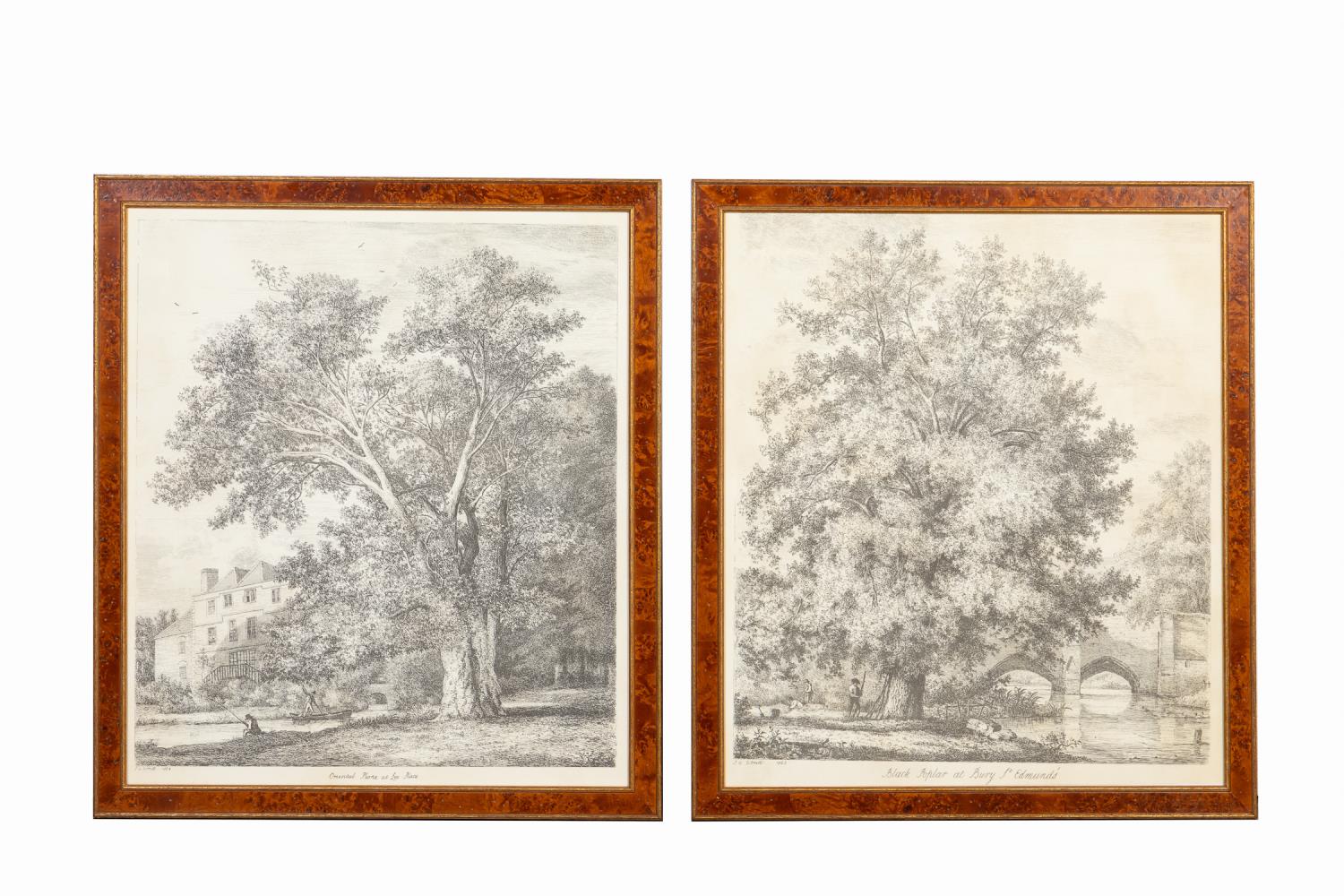 PR., AFTER J.G. STRUTT, TREE PRINTS
