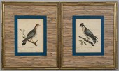 PR C. FESSARD BIRD ENGRAVINGSP