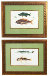 PR FRAMED FISH STUDY PRINTS AF