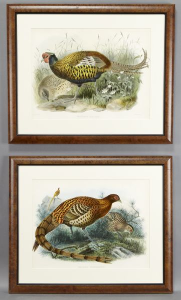 Pr. John Gould hand colored