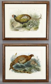 Pr. John Gould hand colored li