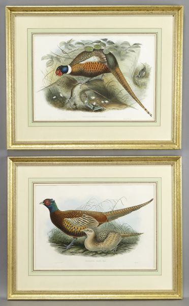 Pr. John Gould hand colored