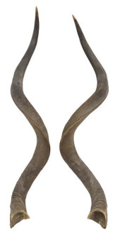 (PR) LARGE UNMOUNTED KUDU ANTE